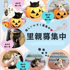 11月16日観に来られる方