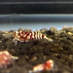 レッドファンシータイガーシュリンプの画像