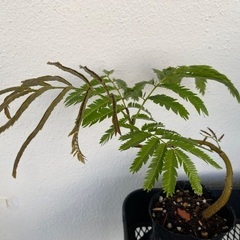 ⭐️個性的エバーフレッシュ(実生)⭐️の画像