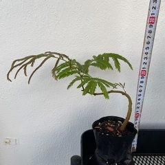 ⭐️個性的エバーフレッシュ(実生)⭐️の画像