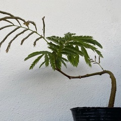 ⭐️個性的エバーフレッシュ(実生)⭐️の画像