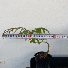 ⭐️個性的エバーフレッシュ(実生)⭐️の画像