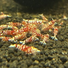 レッドファンシータイガーシュリンプの画像