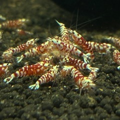 レッドファンシータイガーシュリンプの画像