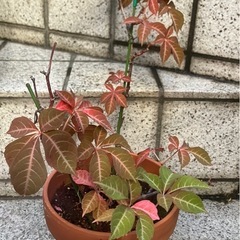 ​ヘンリーヅタ　3年育成の元気なつる植物の画像