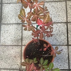 ​ヘンリーヅタ　3年育成の元気なつる植物の画像