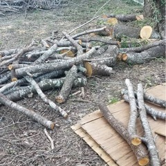 桜の木 その他　伐採木　薪　焚き火用にいかがですか？の画像