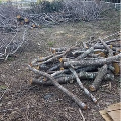 桜の木 その他　伐採木　薪　焚き火用にいかがですか？の画像