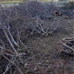 桜の木 その他　伐採木　薪　焚き火用にいかがですか？の画像