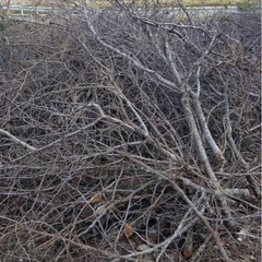 桜の木 その他　伐採木　薪　焚き火用にいかがですか？の画像