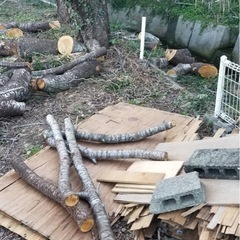 桜の木 その他　伐採木　薪　焚き火用にいかがですか？の画像
