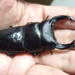 奈良県産オオクワガタ F1 ♂72.3ミリ ♀46ミリ ペアの画像