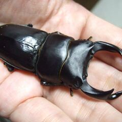 奈良県産オオクワガタ F1 ♂72.3ミリ ♀46ミリ ペアの画像