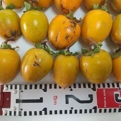 渋柿（愛宕柿）家庭用　干し柿用　約3kg 25個内外の画像