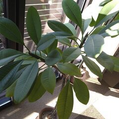 プルメリア鉢植え約１３０㎝三又鉢植え写真１１月４日更新の画像