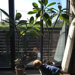 プルメリア鉢植え約１３０㎝三又鉢植え写真１１月４日更新の画像