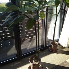 プルメリア鉢植え約１３０㎝三又鉢植え写真１１月４日更新の画像