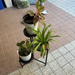 IKEA 植物を置く台の画像