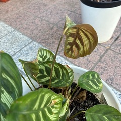 観葉植物　カラテア　の画像