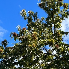 ①生栗１袋500ｇ(無農薬)