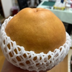 新潟県産　新高の梨の画像