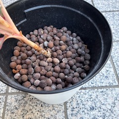 観葉植物　の画像