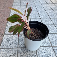 観葉植物　の画像