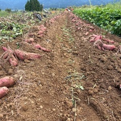 富山県南砺市産赤土栽培べにはるか3kgの画像