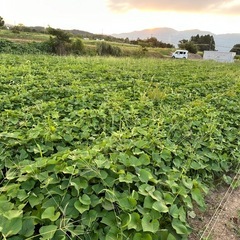 富山県南砺市産赤土栽培べにはるか3kgの画像