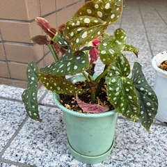 観葉植物2つセットの画像