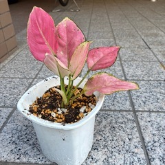 観葉植物2つセットの画像