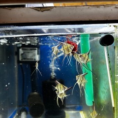 レッドショルダーエンゼル(♂)✖️ダンタムエンゼル(♀) 自家繁殖　幼魚　　大阪市中央区 ②の画像