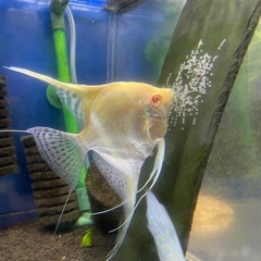 レッドショルダーエンゼル(♂)✖️ダンタムエンゼル(♀) 自家繁殖　幼魚　　大阪市中央区 ②の画像