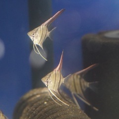 レッドショルダーエンゼル(♂)✖️ダンタムエンゼル(♀) 自家繁殖　幼魚　　大阪市中央区 ②の画像