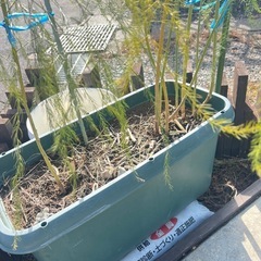 アスパラの画像