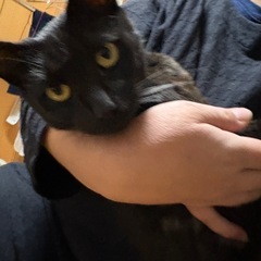一歳前後の黒猫募集中