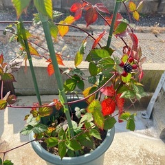 ブラックベリー　トリプルクラウンの画像