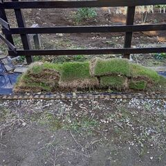 高麗芝生差し上げますの画像