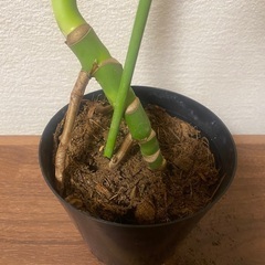 モンステラの画像