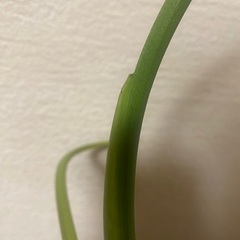 モンステラの画像