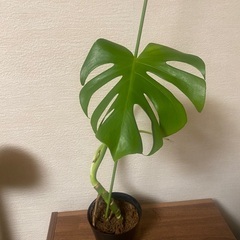 モンステラの画像
