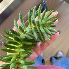 多肉植物　大の画像