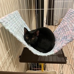 キャットケージ ３段の画像