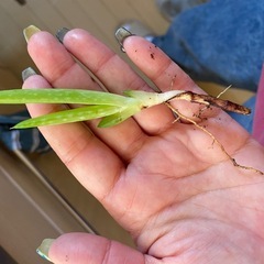 アロエ子株ひとつ50円の画像