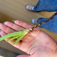 アロエ子株ひとつ50円の画像