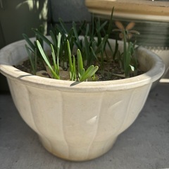 水仙 スイセン 鉢植え 球根　園芸 ガーデニングの画像