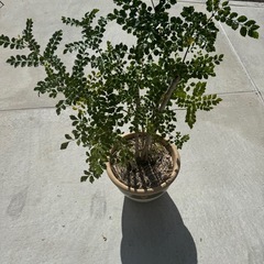 シマトネリコ シンボルつりツリー 鉢植え プランター　庭木 植木 園芸 ガーデニングの画像