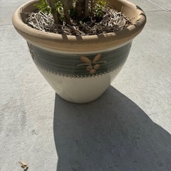 シマトネリコ シンボルつりツリー 鉢植え プランター　庭木 植木 園芸 ガーデニングの画像