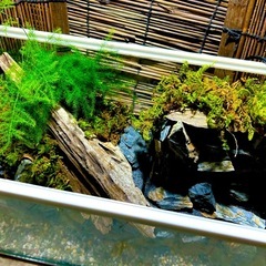 水の流れる滝テラリウム水槽の画像