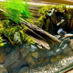 水の流れる滝テラリウム水槽の画像